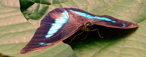 Insect Butterfly Lepidoptera