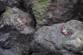 Crabs Rock Bank