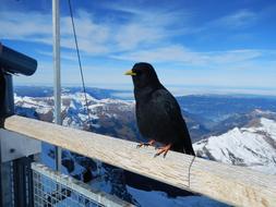Bird Mountains Snow