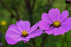 Cosmos Garden Flower