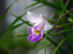 Flower Cute Close