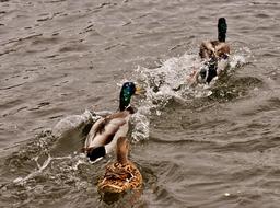 floating birds in the river