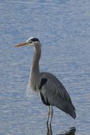 Bird Heron