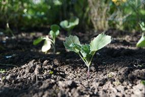 shoots planted in the ground