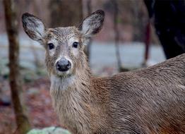 wild deer in the woods watching
