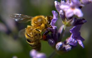 Bee Wing Fur