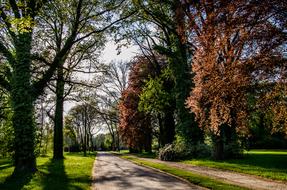 Spring In The Park Sun Nature