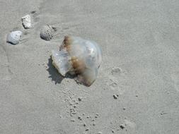 Jelly Fish Sea Shells on sand