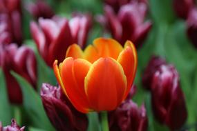 open spring tulip