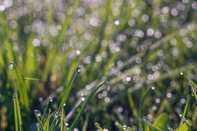 Grass Rosa Drops Of Water