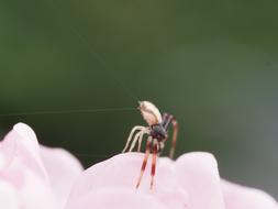 Close Up Macro Insect