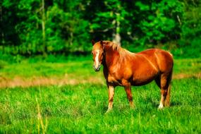 Horse Animal Meadow