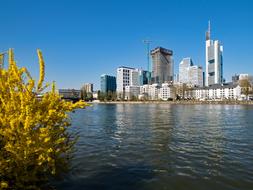 skyscrapers by the river in Frankfurit am Main