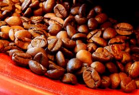 Coffee roasted beans in a red plate