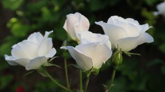 white garden roses