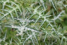Thorn Plant Nature