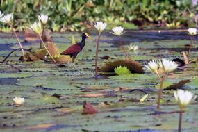 Bird Lily Pads Wildlife