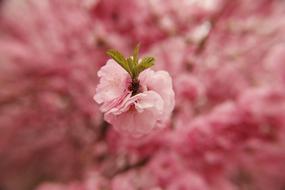 a little flower on a pink background