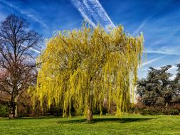 yellow leaves on trees