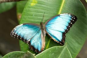 Butterfly Insect Close Up