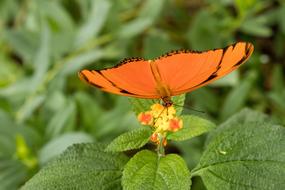 Butterfly Insect Close Up