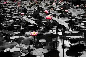 Lotus Pond Water