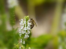 wasp on a white flower