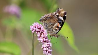 Butterfly Riverside Summer