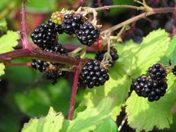 black berries on a branch