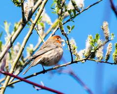 Bird Spring Blue