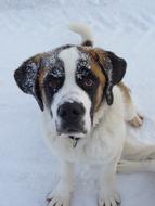 Dog Saint Bernard