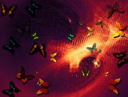butterflies background bright