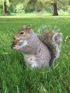 funny squirrel in the grass