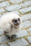 Owl Young Bird Of Prey