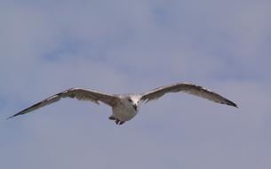 Fauna Animal Bird