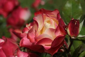 unusual red roses in the garden