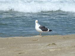 Seagull Wave Coast