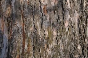 Close-up of the tree with colorful bark, in light and shadows