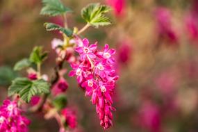 spring flower lowered