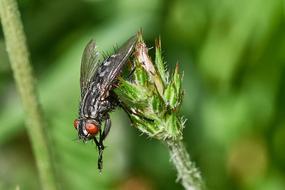 Fly Insect Flower