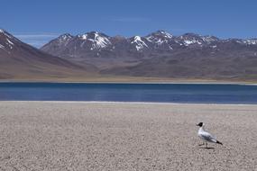 Chile Atacama Volcanoes