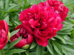 Peony Pink Flower