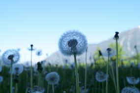 Dandelion Flower Flying Seeds