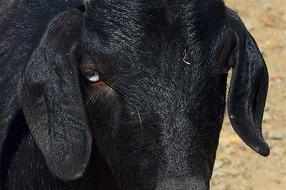 Goat Portrait Close Up