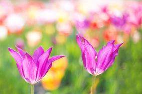 magic flowers in the garden