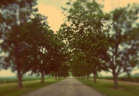 Trees Road Path