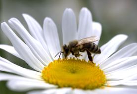 Bee Pollen on Daisy flower