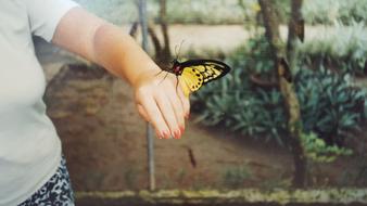 Butterfly Bali Indonesia