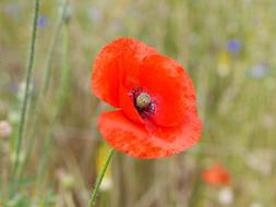 Poppy Blossom Bloom