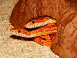 snakes in a bag